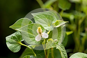 Houttuynia cordata or Plu Kaow trees and green leaves on nature background