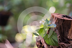 Houttuynia cordata or plu kaow trees on nature background