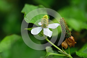 Houttuynia Cordata Thunb herbs and vegetables. and flower of  dokudami Houttuynia cordata a native vegetable. Soft selected focus