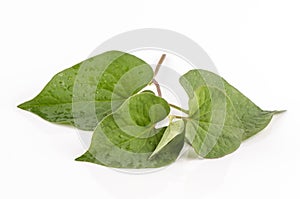 Houttuynia cordata Thunb photo