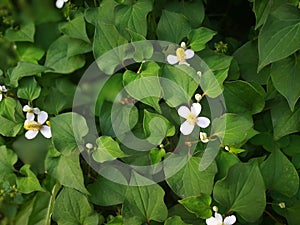 Houttuynia cordata photo