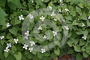 Houttuynia flowers.