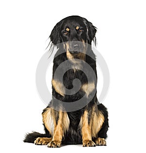 Hovawart, 18 months old, sitting in front of white background