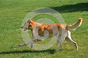 HOVAWART DOG, ADULT RUNNING ON GRASS
