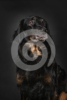 Hovawart dog on black background