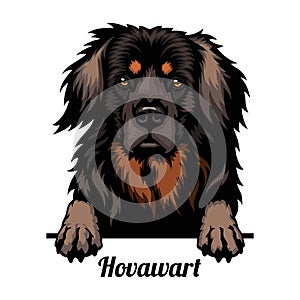Hovawart - dog breed. Color image of a dogs head isolated on a white background