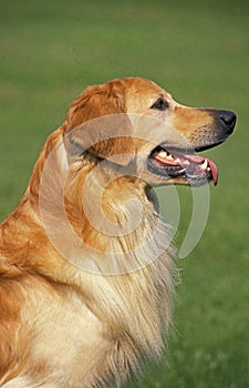Hovawart Dog, Portrait of Adult
