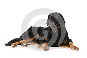 Hovawart dog on white background