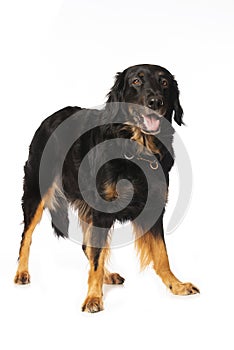 Hovawart dog on white background