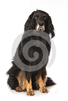 Hovawart dog on white background