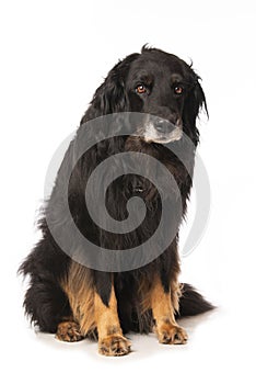 Hovawart dog on white background