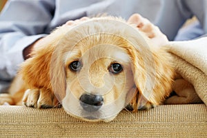 hovawart golden puppy. Young Boy Playing with his Puppy at home.