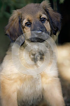 Hovawart puppy