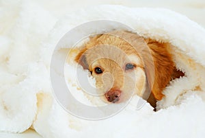 hovawart puppy. Cute Muzzle sleeping puppy looks out from under white blankets.