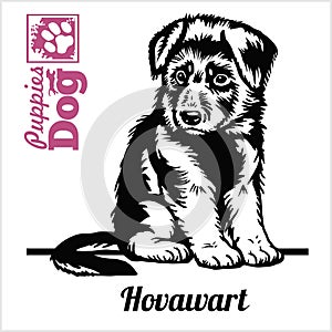 Hovawart puppy sitting. Drawing by hand, sketch. Engraving style, black and white vector image.