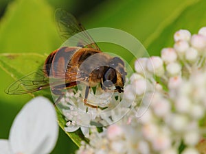 Hovefly on white flower