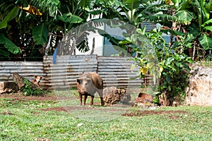 Hovel, shanty, shack in Tonga, Polynesia