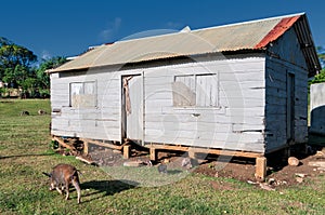 Hovel, shanty, shack in Tonga, Polynesia photo