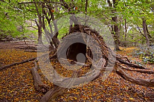 Hovel in the woods photo