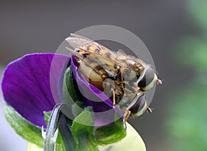 Hover Flies Mating