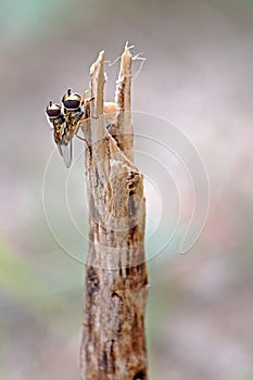 Hover Flies Mating