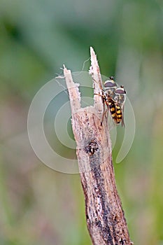 Hover Flies Mating