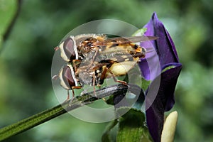 Hover Flies Mating on a Viola