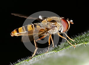 Hover Fly photo