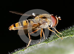 Hover Fly