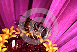 Hover fly