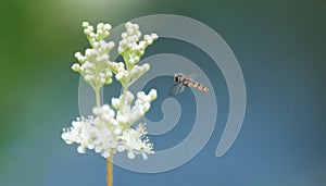 Hover Fly