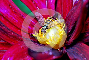 Hover fly photo