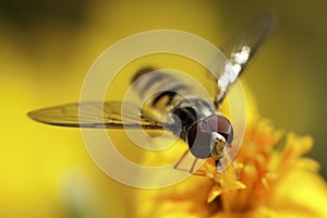 Hover fly. photo