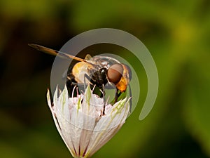 Hover fly
