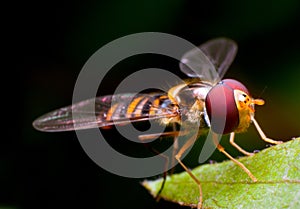 Hover Fly photo