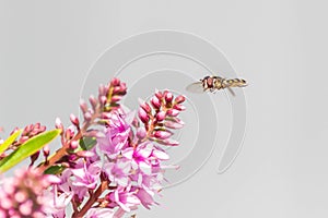 Hover Fly with Hebe Wiri Charm Flowers, Romsey, Victoria, Australia, October 2020