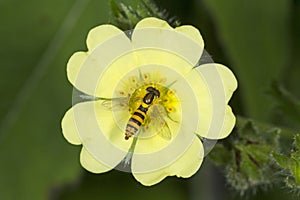 Hover fly bee mimic nectaring on cinquefoil flower, Vernon, Conn