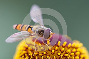 Hover Fly closeup