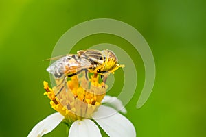 Hover fly collecting nectar