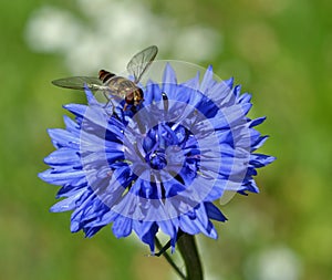Hover Fly on a Corn Flower