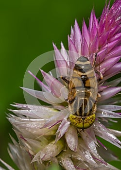 Hover fly ( Eristalinus species Syrphidae )