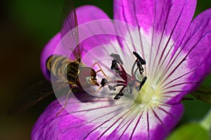 Hover fly feeding