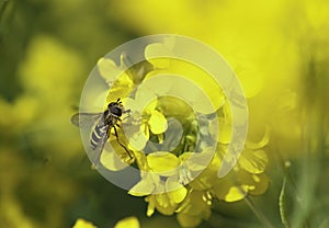 Hover fly feeding on a yellow flower