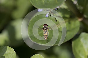 Hover fly in fligt, flying above leaves