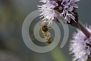 Hover fly in fligt, flying above leaves