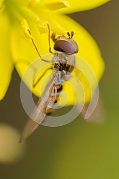 Hover-fly in the garden