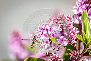Hover Fly with Hebe Wiri Charm Flowers, Romsey, Victoria, Australia, October 2020