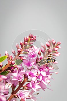 Hover Fly with Hebe Wiri Charm Flowers, Romsey, Victoria, Australia, October 2020