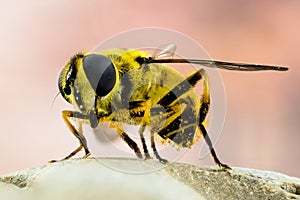 Hover-fly, Hoverfly, Fly, Flies