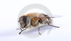 Female hoverfly Erastalis tenax